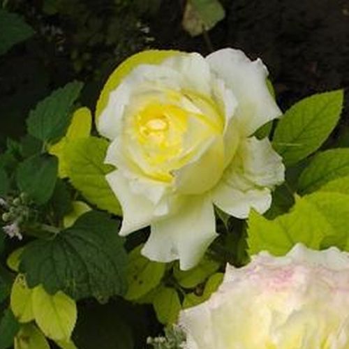 Rosa Chapeau de Mireille™ - galben - Trandafir copac cu trunchi înalt - cu flori tip trandafiri englezești - coroană tufiș